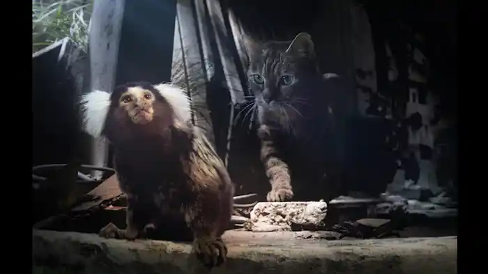 コンクリート・ジャングル