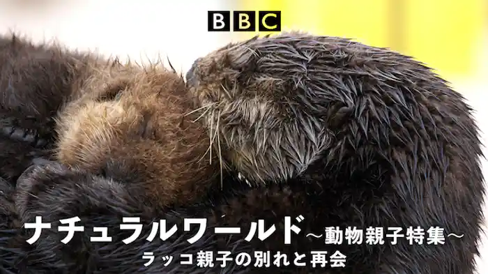 ラッコ親子の別れと再会