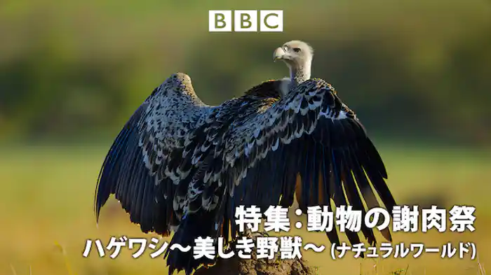 ハゲワシ~美しき野獣