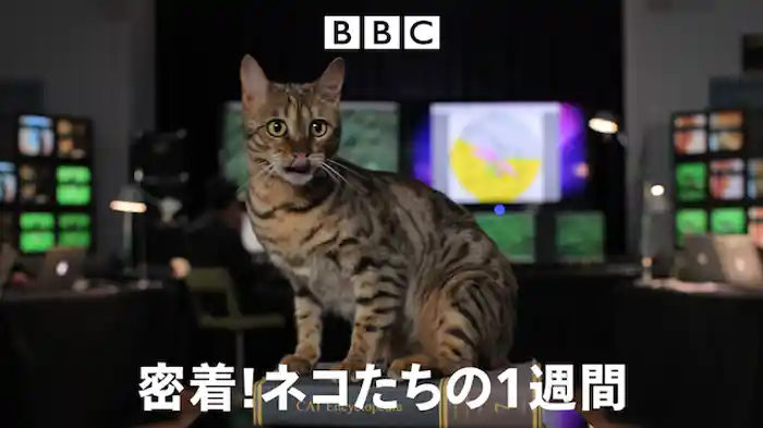 密着!ネコたちの1週間