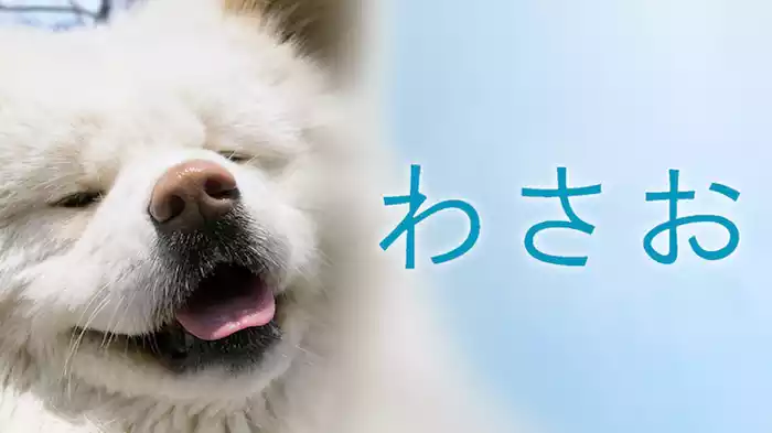 わさお