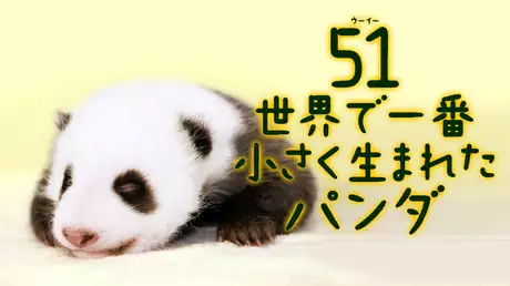 51世界一小さく生まれたパンダ
