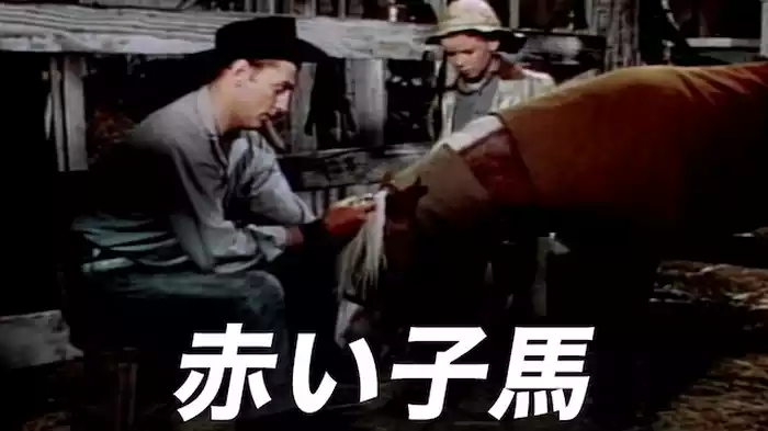 赤い子馬