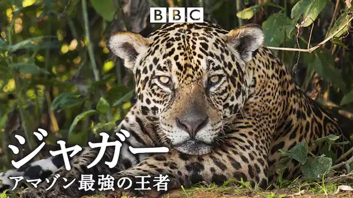 ジャガー アマゾン最強の王者