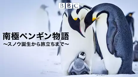 南極ペンギン物語～スノウ誕生から旅立ちまで～