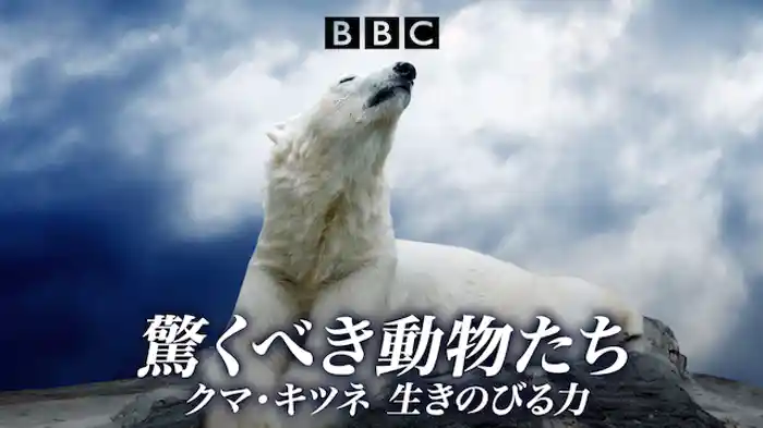 驚くべき動物たち クマ・キツネ 生きのびる力