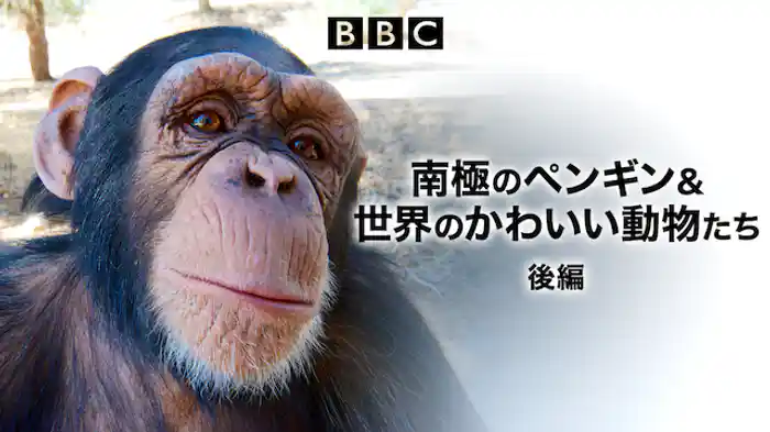 南極のペンギン&世界のかわいい動物たち 後編