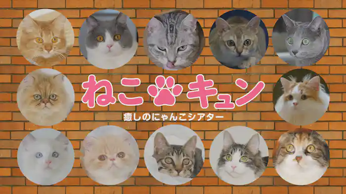 ねこキュン 癒しのにゃんこシアター
