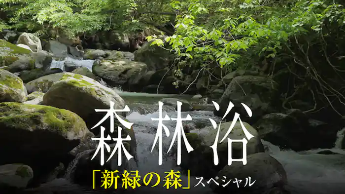 森林浴サラウンド「新緑の森」スペシャル