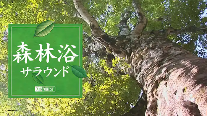 森林浴サラウンド