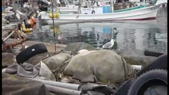 投稿！UFO・UMA 衝撃動画！ 遭遇10連発！！