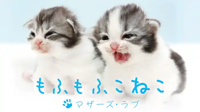 もふもふこねこ マザーズ・ラブ
