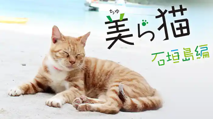 美ら猫(ちゅらねこ)石垣島編