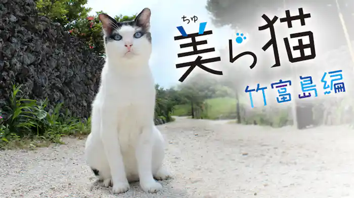 美ら猫(ちゅらねこ)竹富島編