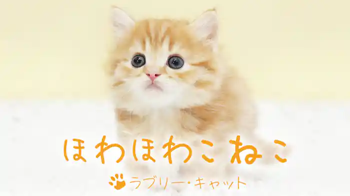 ほわほわこねこ ラブリー・キャット