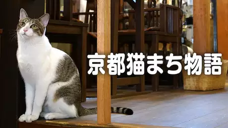 京都猫まち物語