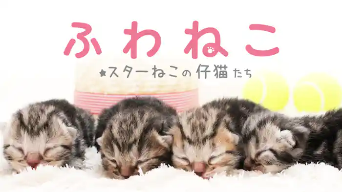 ふわねこ スターねこの仔猫たち