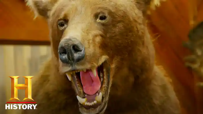 新種？巨大オオカミ