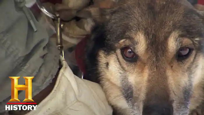 テント暮らしの男 犬ぞりジョージ