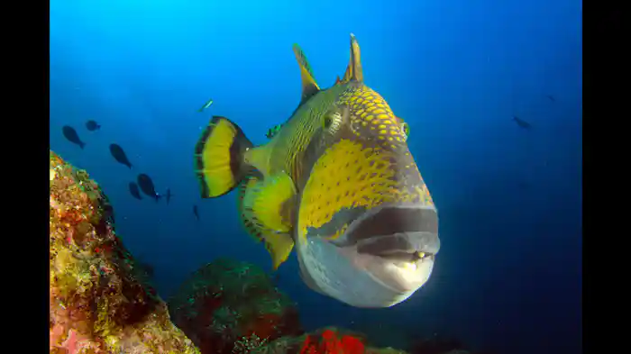 南部:楽園の日常