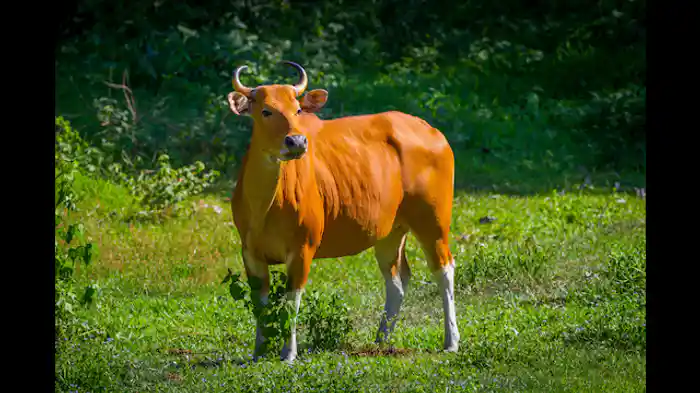 北部:手つかずの自然