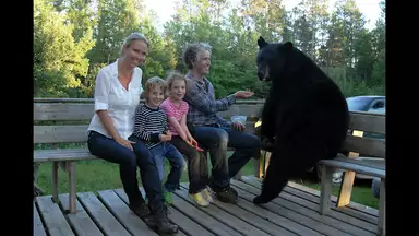 野生のアメリカクロクマに密着ー母と子の1年を追うー 2 夏 ドキュメンタリー 13年 の動画視聴 あらすじ U Next 野生のアメリカクロクマに密着ー母と子の1年を追うー 2 夏 ドキュメンタリー 13年 の動画視聴 あらすじ U Next