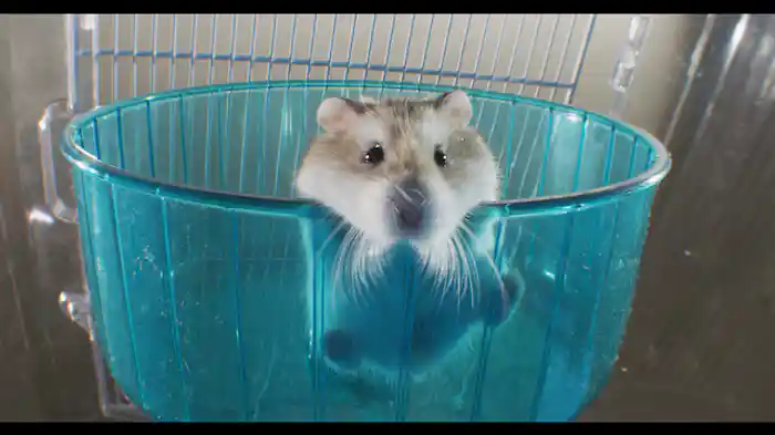 遊び好きな動物たち