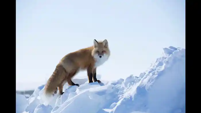 チェックメイト