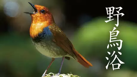 野鳥浴 映像と鳴き声で愉しむバーチャル・バードウォッチング