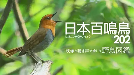 日本百鳴鳥 202 にほんひゃくめいちょう／映像と鳴き声で愉しむ野鳥図鑑