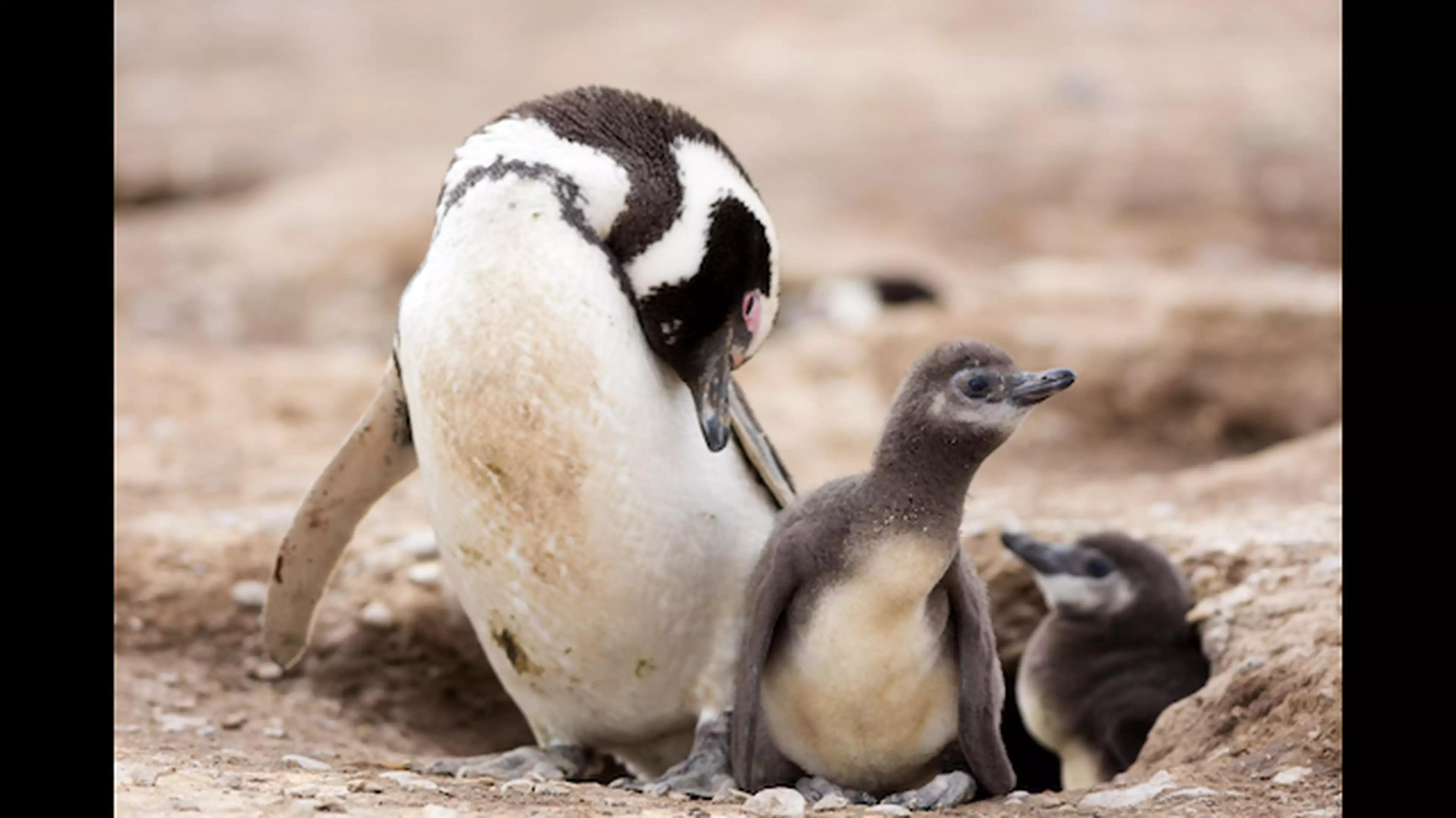 動物たちから見た世界 1 ミーアキャット チンパンジー ペンギン ドキュメンタリー 18年 の動画視聴 あらすじ U Next