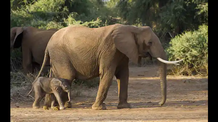 小さなゾウの大冒険