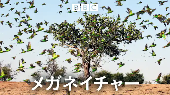 メガネイチャー