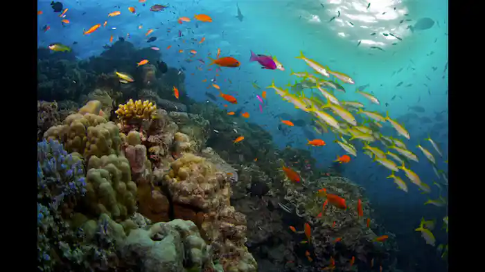 魅惑のサンゴ礁