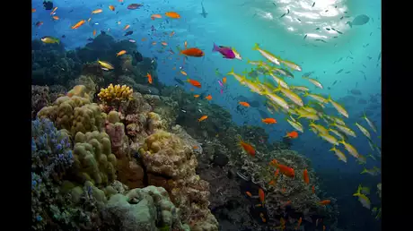 魅惑のサンゴ礁