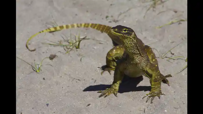 ラグーンの秘密
