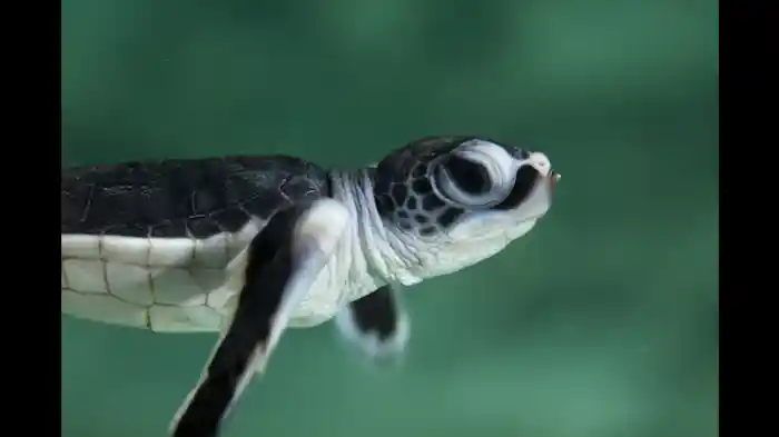 ウミガメの奇跡