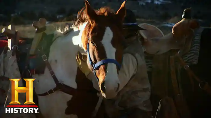 コヨーテとの一戦