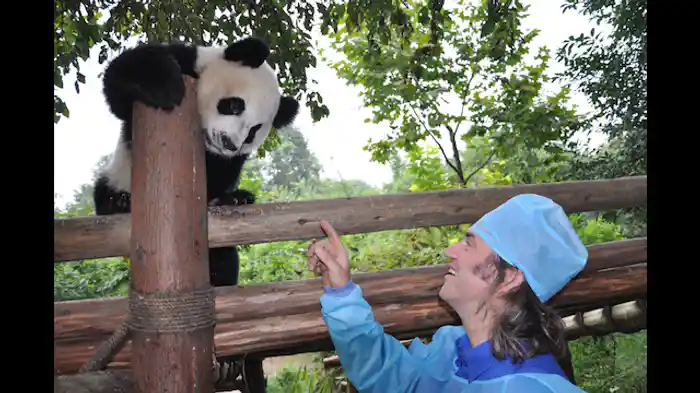 パンダの赤ちゃんに密着
