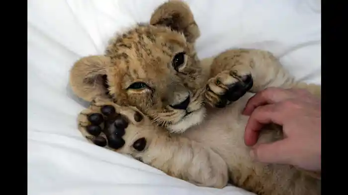 アムールヒョウの赤ちゃんに密着