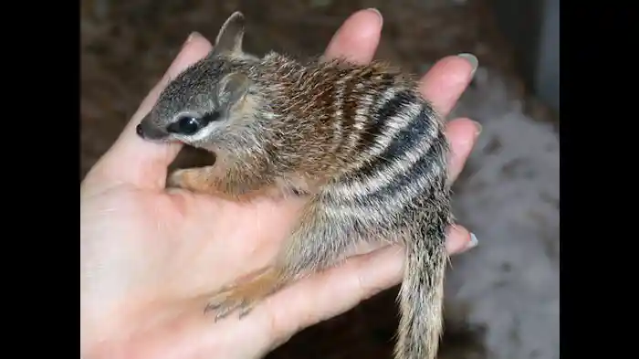 ワラビーの赤ちゃんに密着