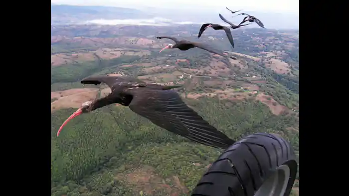 ホオアカトキの赤ちゃんに密着