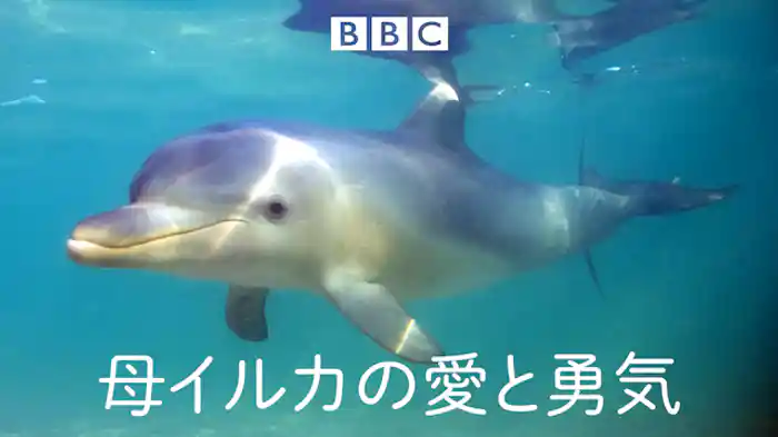 母イルカの愛と勇気
