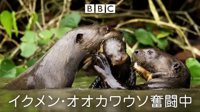 イクメン・オオカワウソ奮闘中