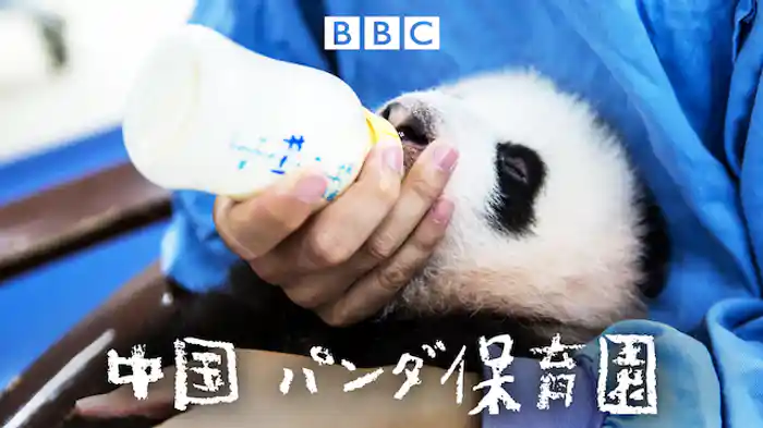 中国　パンダ保育園