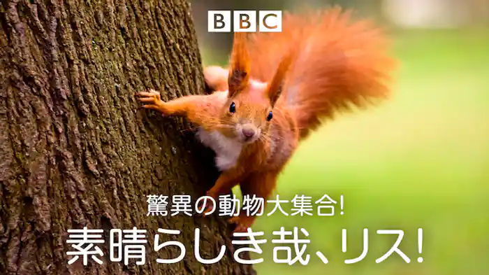 素晴らしきかな、リス!