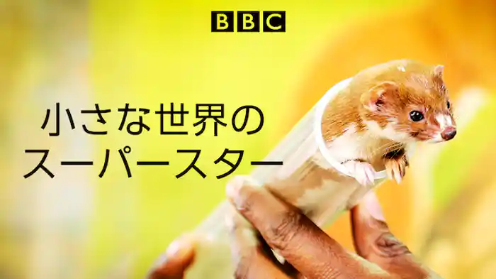 小さな世界のスーパースター