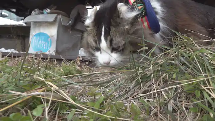 食べるのはやめられにゃい！