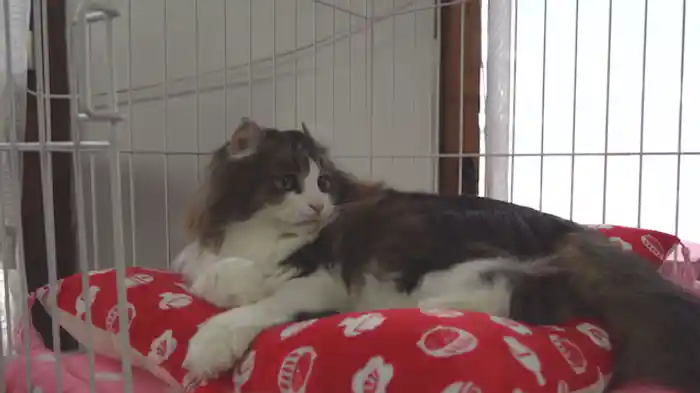 らぶ駅長　しっかり！