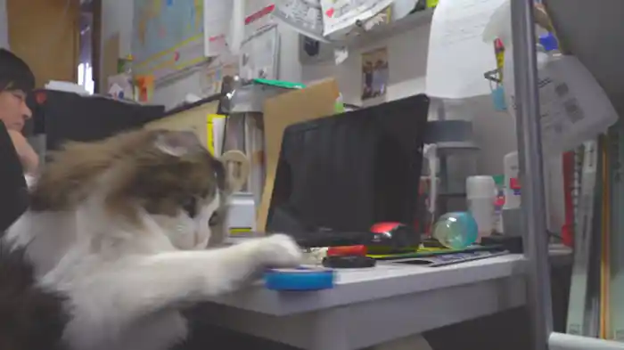 気になるにゃん！